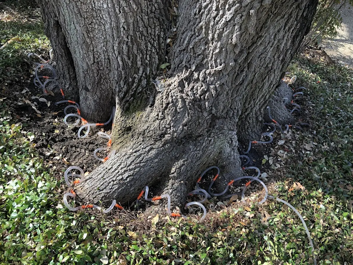 Detailed Tree Cabling and Bracing job site in Wenona