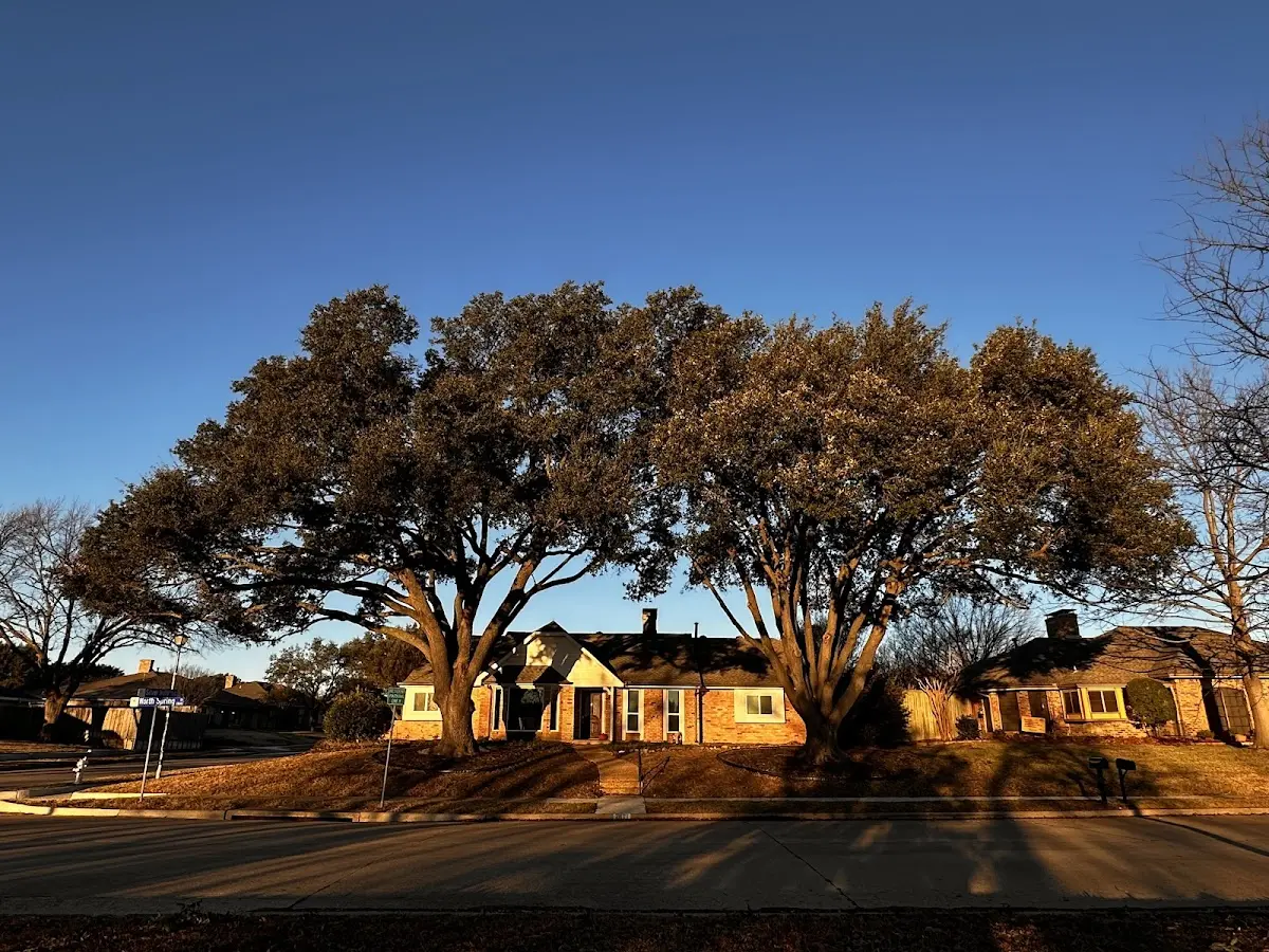 Established residential canopy tree shading a home in Wenona